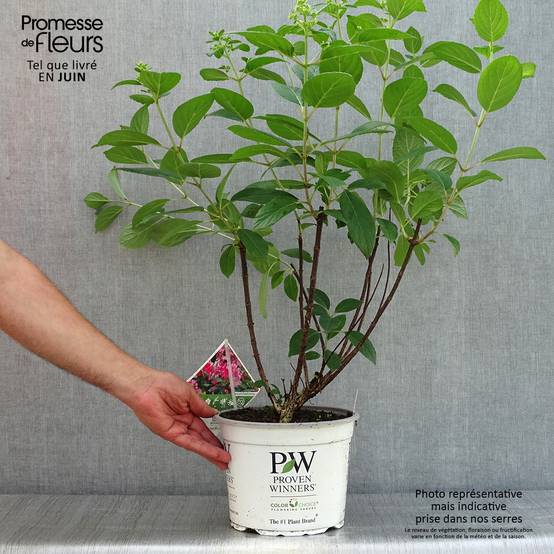 Plants Hortensias Pays-bas Hortensias Paniculata - Collection De 3 Plantes Rustiques Des Pays-Bas Pour Jardin Ou Balcon Hortensia Jardin Balcon Vivace Plants Hortensias Pays-bas Hortensias Paniculata - Collection De 3 Plantes Rustiques Des Pays-Bas Pour Jardin Ou Balcon Hortensia Jardin Balcon Vivace