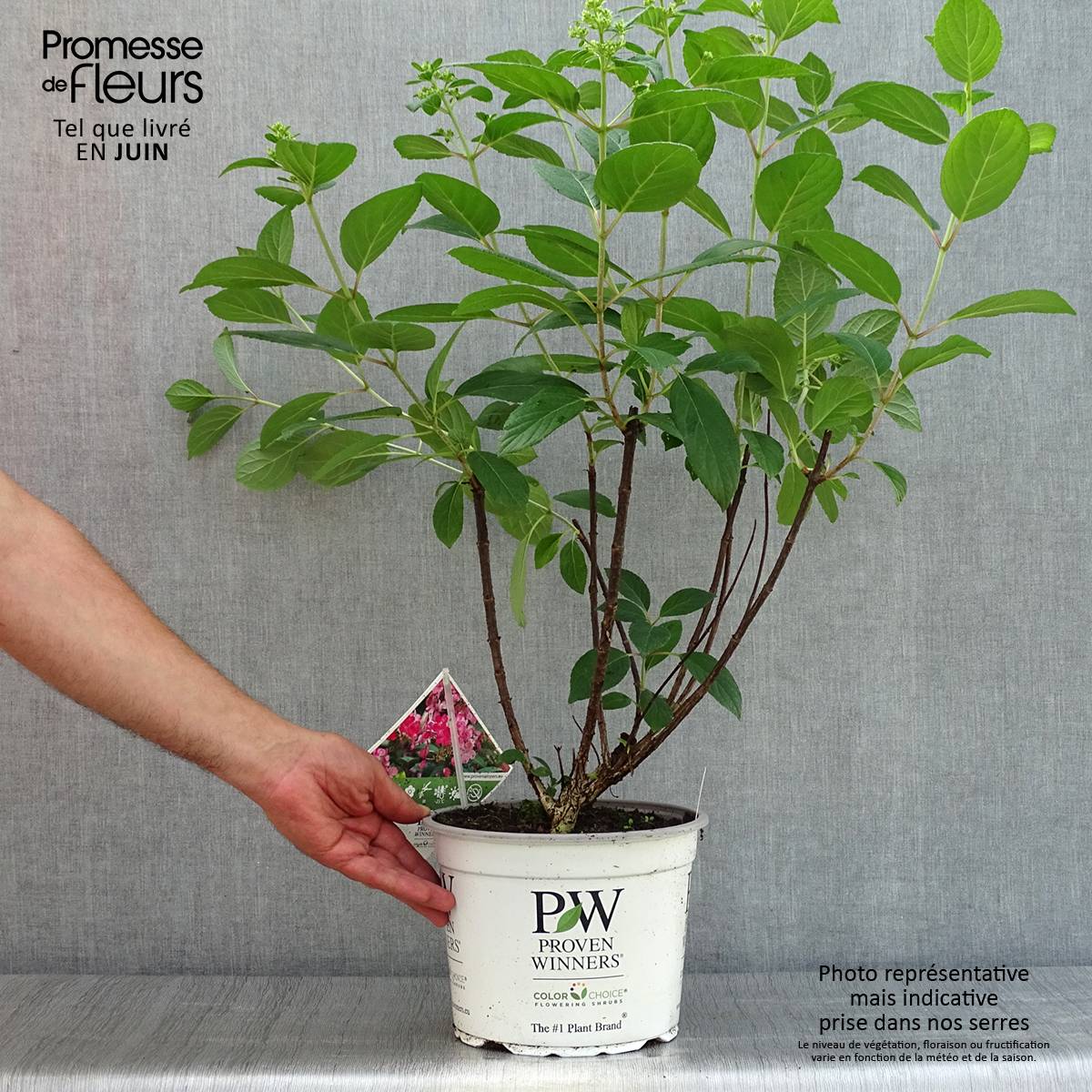 Plants Hortensias Pays-bas Hortensias Paniculata - Collection De 3 Plantes Rustiques Des Pays-Bas Pour Jardin Ou Balcon Hortensia Jardin Balcon Vivace