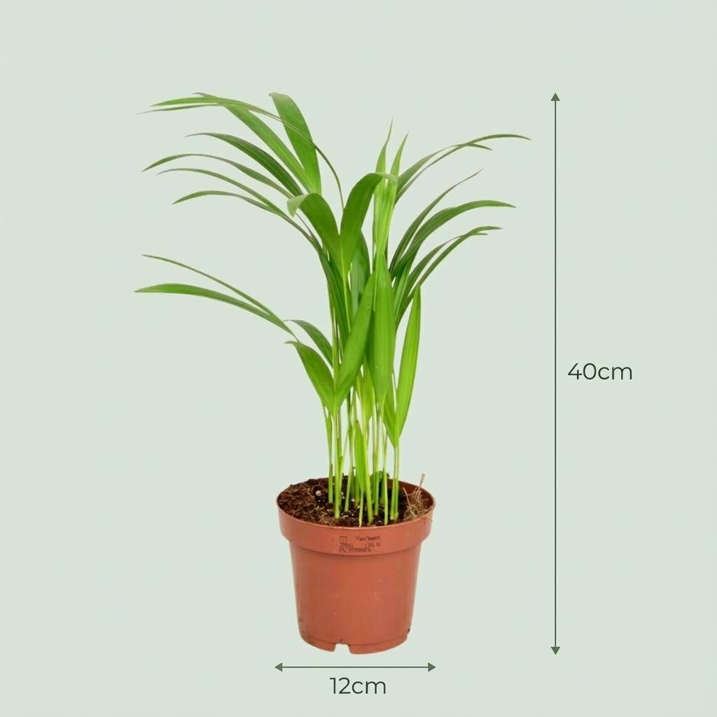 Areca Dypsis Lutescens - Image 4