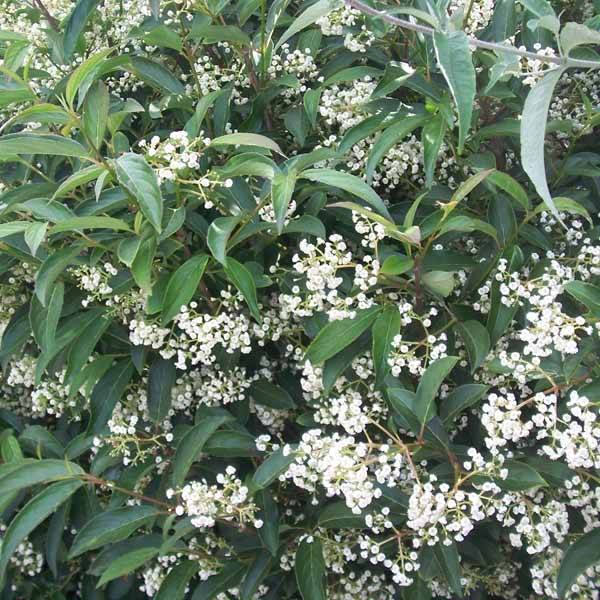 Viorne - Viburnum hillieri Winton Pot de 3L/4L - Image 1