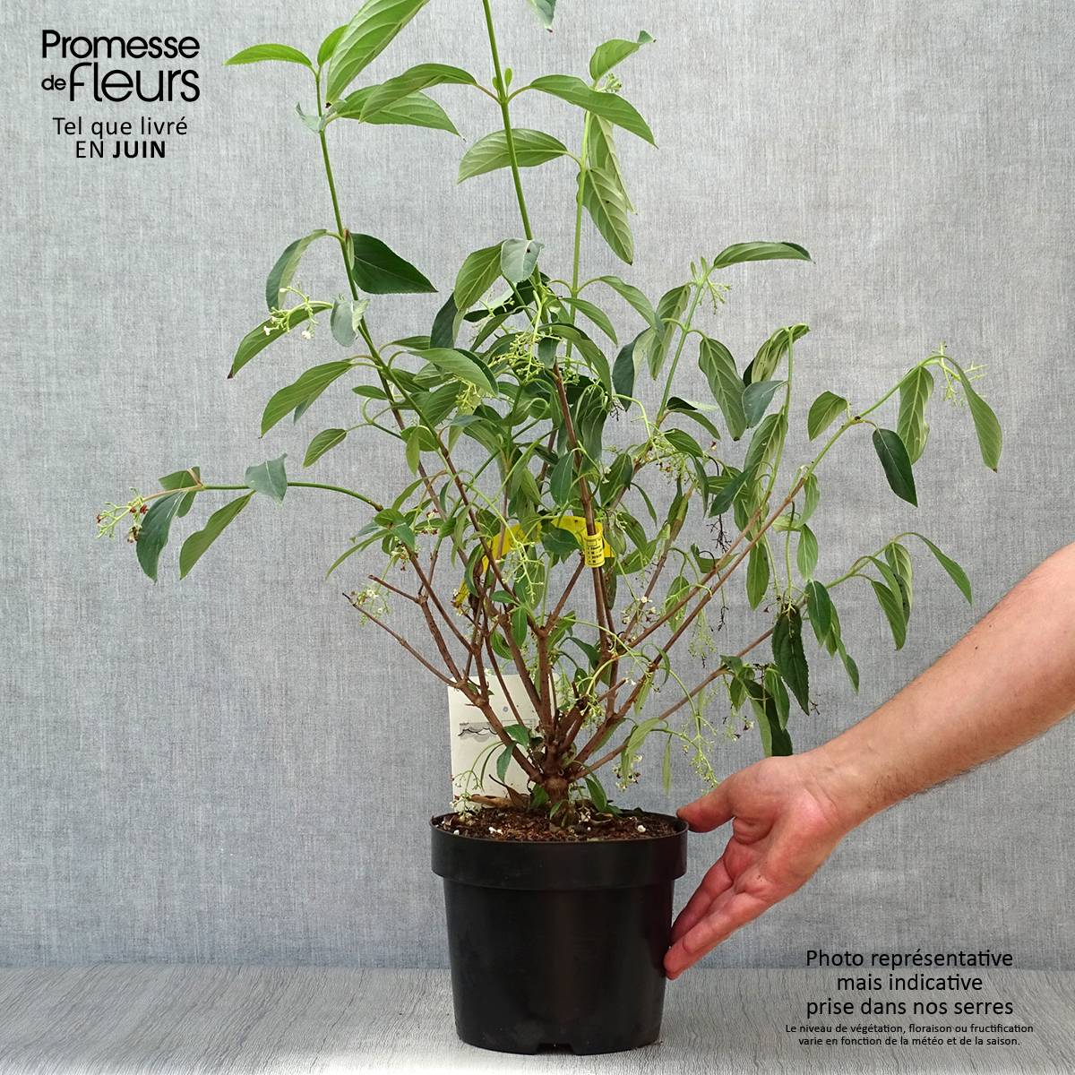 Viorne - Viburnum hillieri Winton Pot de 3L/4L - Image 2