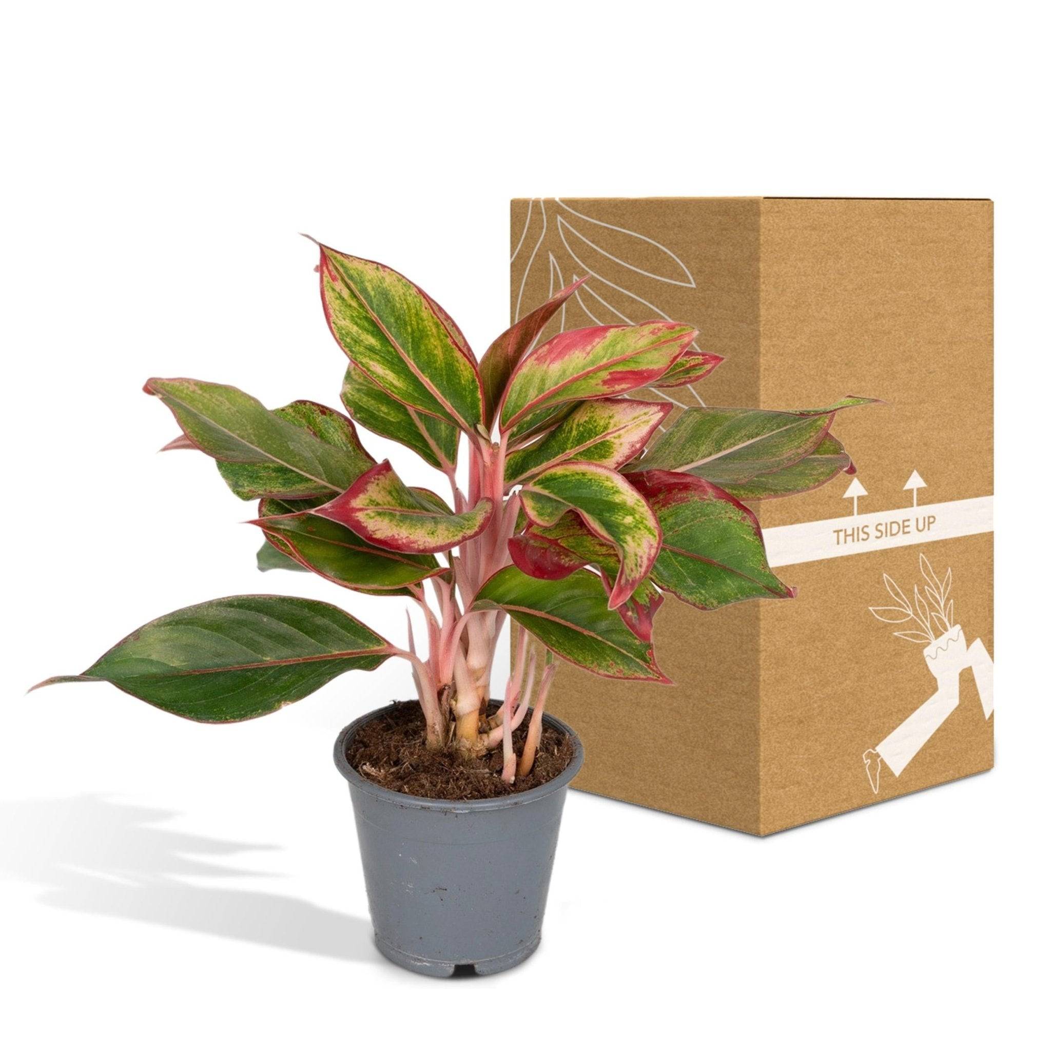 La Green Touch - Aglaonema Crete 50cm - Plante d'intérieur- La Green Touch - Image 6