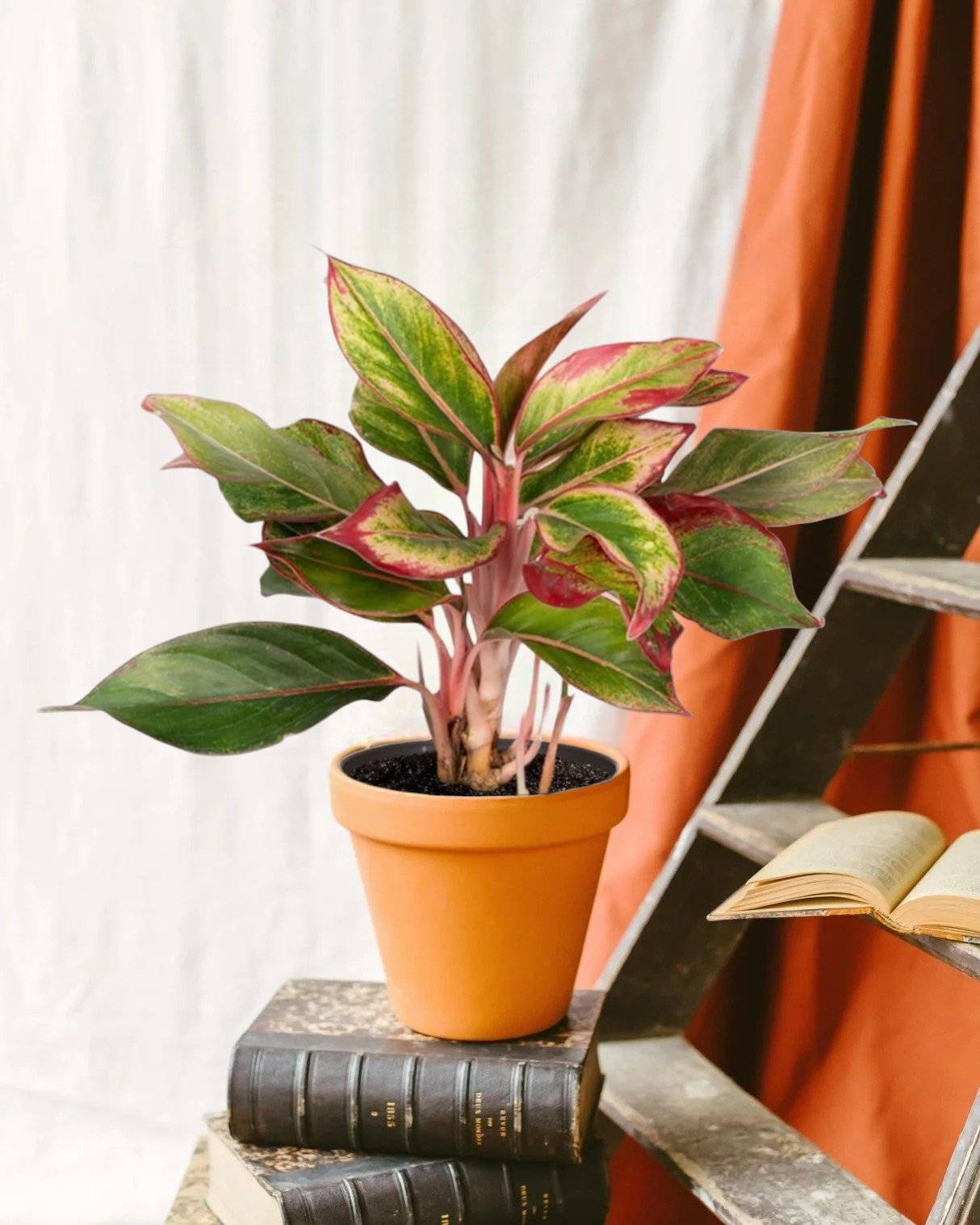 La Green Touch - Aglaonema Crete 50cm - Plante d'intérieur- La Green Touch - Image 2