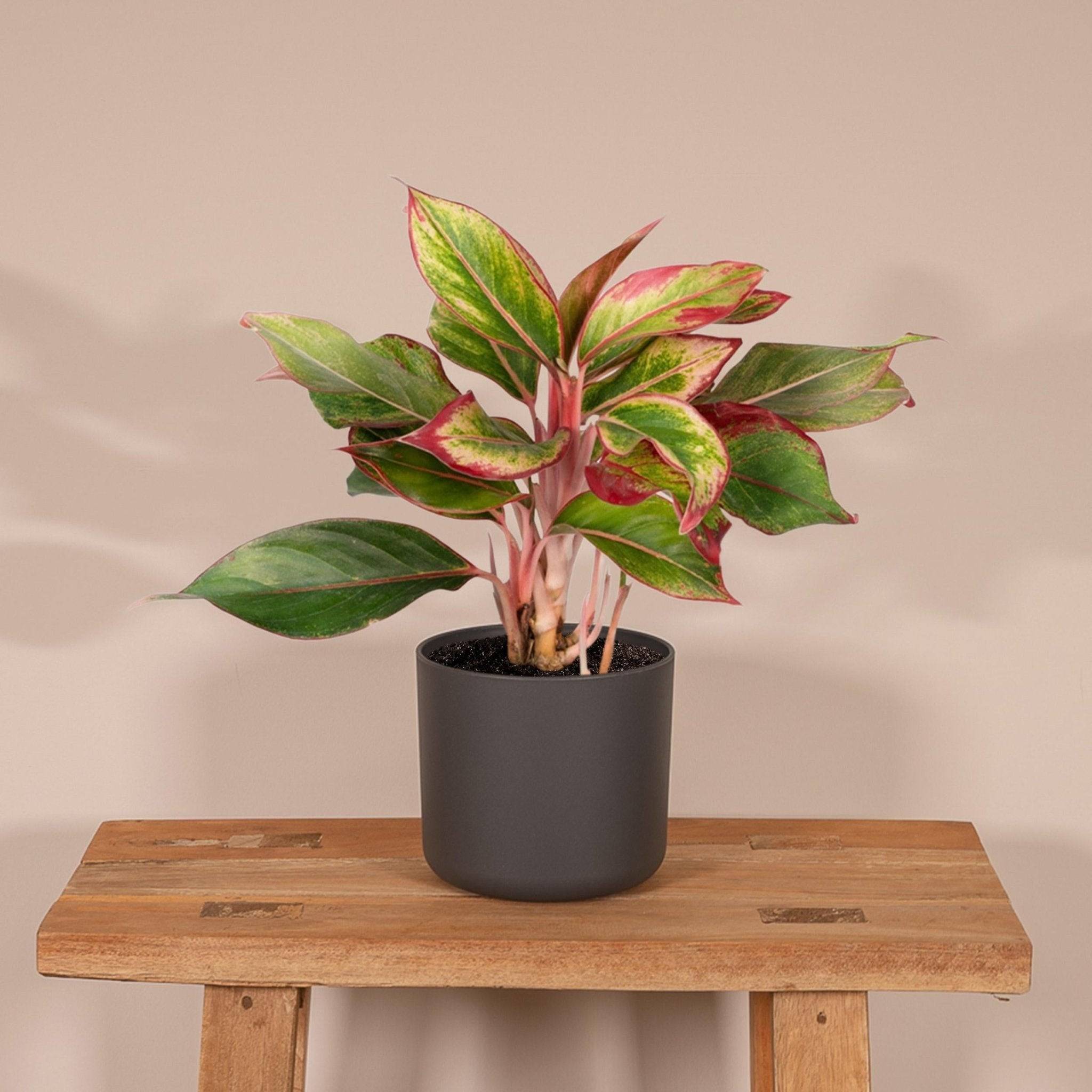 La Green Touch - Aglaonema Crete 50cm - Plante d'intérieur- La Green Touch - Image 3
