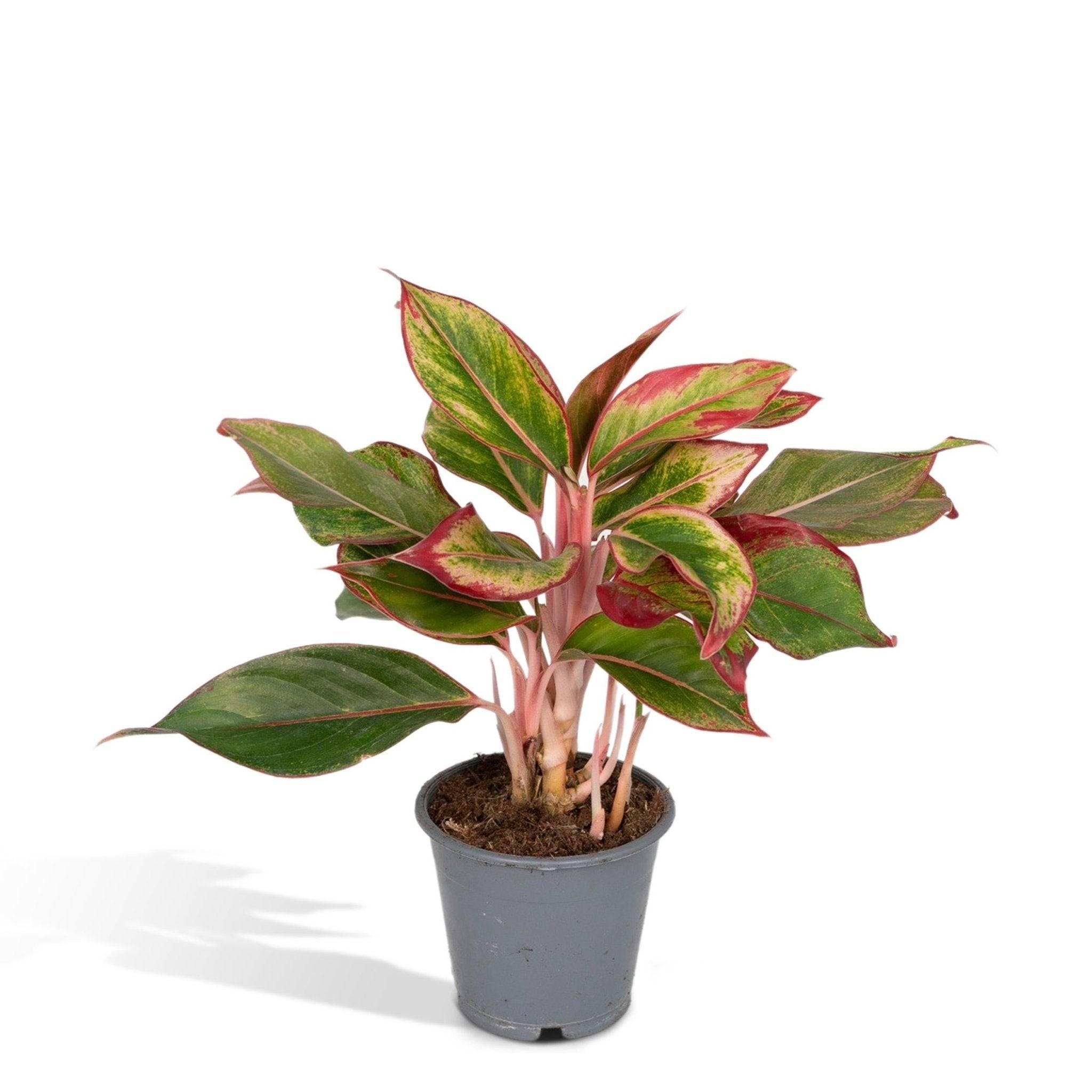 La Green Touch - Aglaonema Crete 50cm - Plante d'intérieur- La Green Touch - Image 1