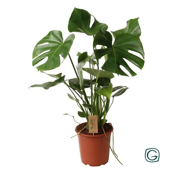 Monstera deliciosa - Ø21cm - ↕60cm - Plantes d’intérieur - Image 1