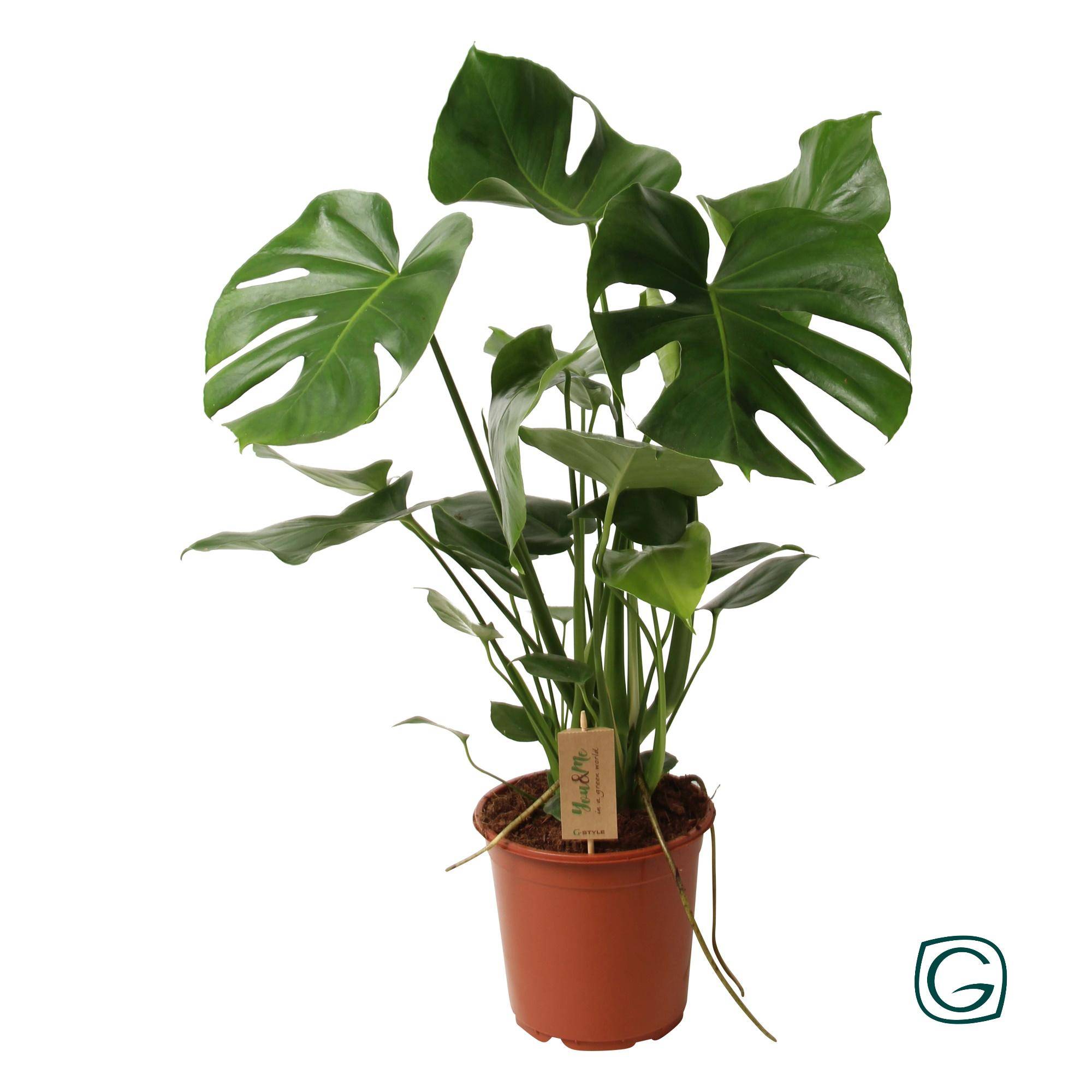 Monstera deliciosa - Ø21cm - ↕60cm - Plantes d’intérieur - Image 1
