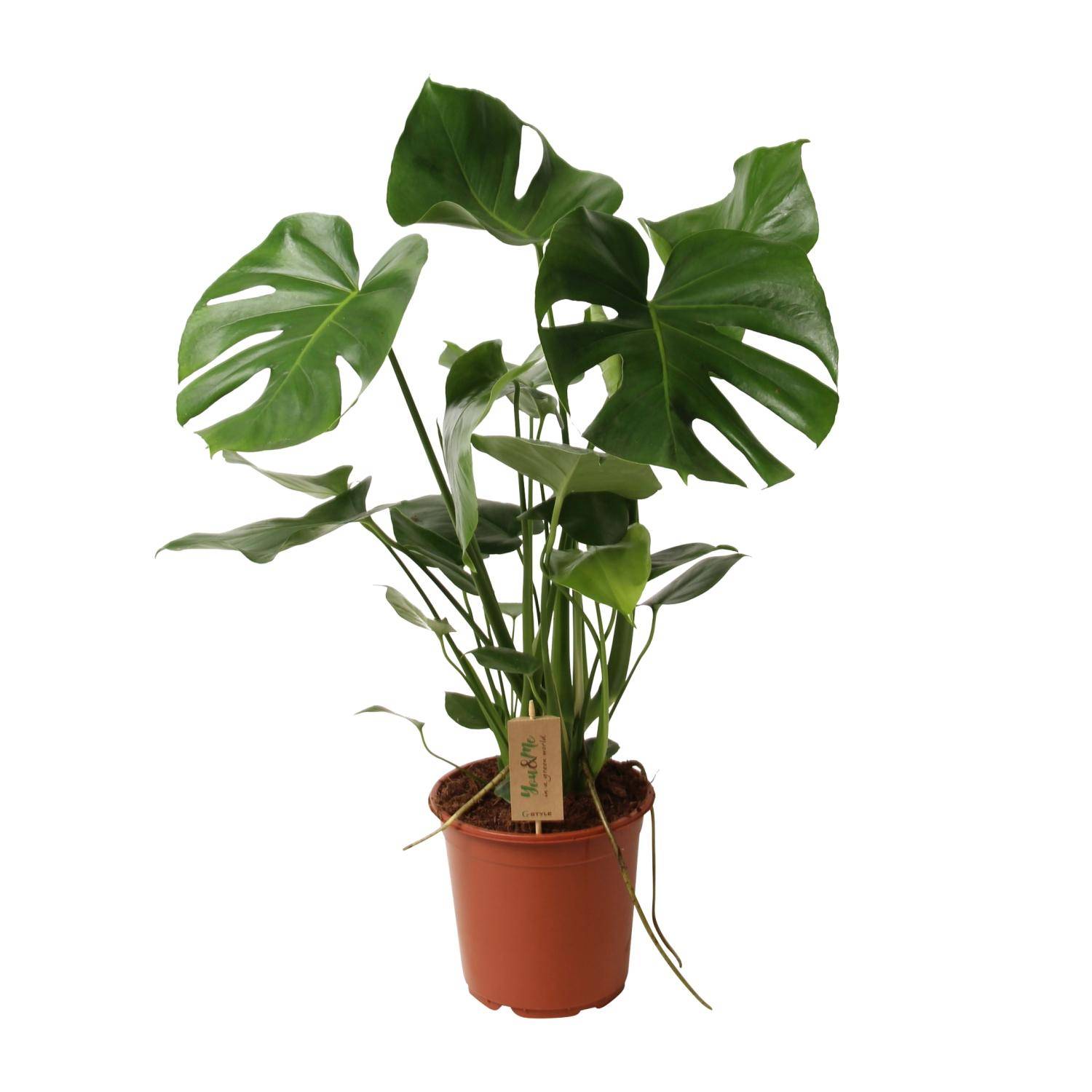Monstera deliciosa - Ø21cm - ↕60cm - Plantes d’intérieur - Image 2