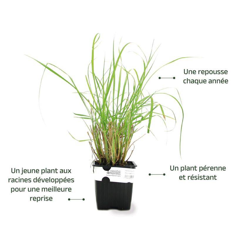 3 Herbes aux Écouvillons (Pennisetum Alopecuroides) - Lot de 3 graminées - Pépinières Naudet - Image 3