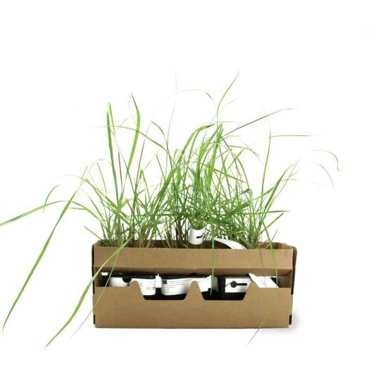 3 Herbes aux Écouvillons (Pennisetum Alopecuroides) - Lot de 3 graminées - Pépinières Naudet - Image 4