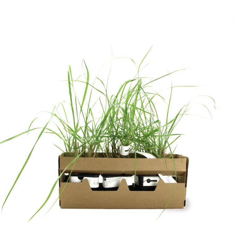 3 Herbes aux Écouvillons (Pennisetum Alopecuroides) - Lot de 3 graminées - Pépinières Naudet - Image 4