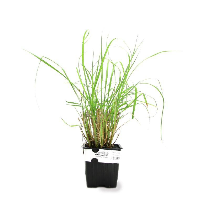 3 Herbes aux Écouvillons (Pennisetum Alopecuroides) - Lot de 3 graminées - Pépinières Naudet - Image 2