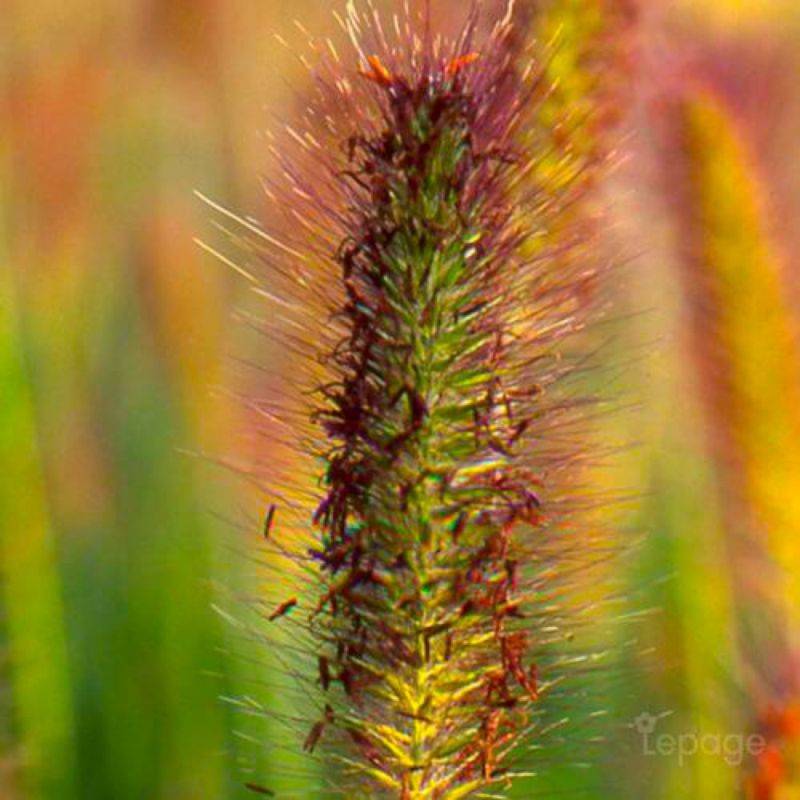3 Herbes aux Écouvillons (Pennisetum Alopecuroides) - Lot de 3 graminées - Pépinières Naudet - Image 1