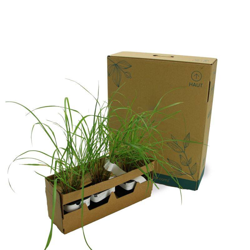 3 Herbes aux Écouvillons (Pennisetum Alopecuroides) - Lot de 3 graminées - Pépinières Naudet - Image 5