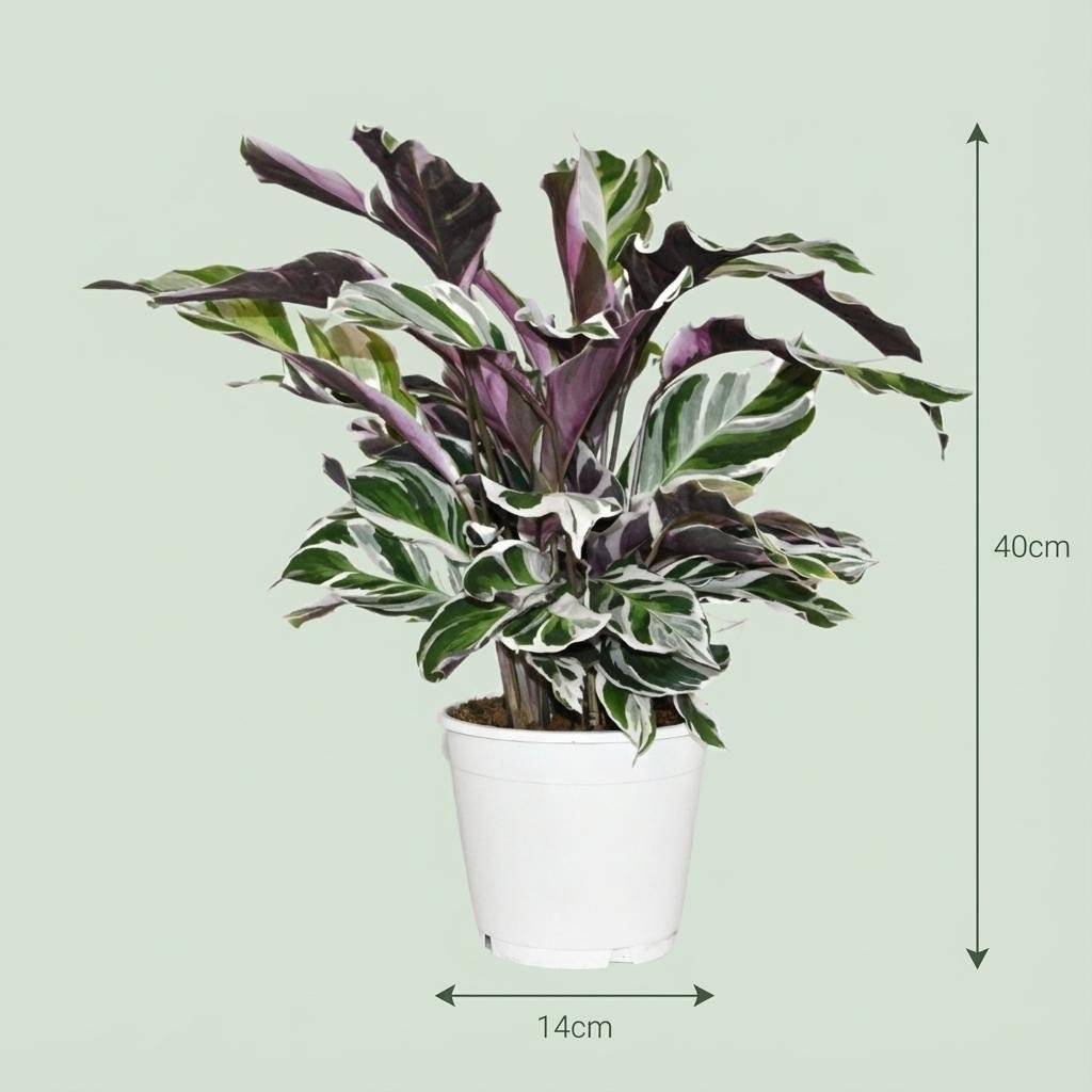 Calathea Fushion Blanc - D14 H40cm - Image 4