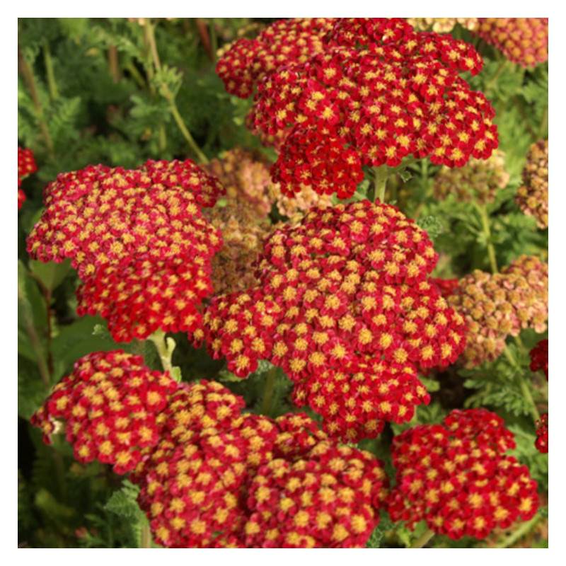 Achillée Strawberry Seduction à fleurs Rouge - feuillage Caduc - Godet - 5/20 cm-  hauteur à maturité De 0,50 m à 1,00 m - Image 1