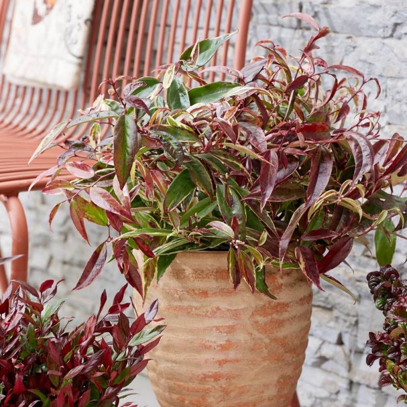 Leucothoe White Wather®, Fleur de perle à fleurs Blanche/ - feuillage Persistant - Pot de 7,5L - 40/60 cm - Image 1