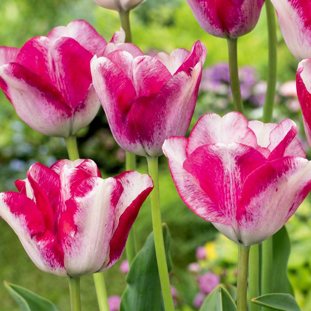 La Green Touch - Tulipe Mata Hari - 24 bulbes - Image 1