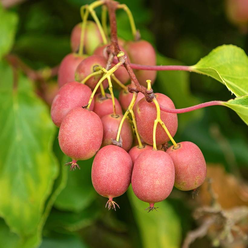 Kiwi arguta Mariered (femelle) - Kiwaï - Actinidia arguta Pot de 2L/3L