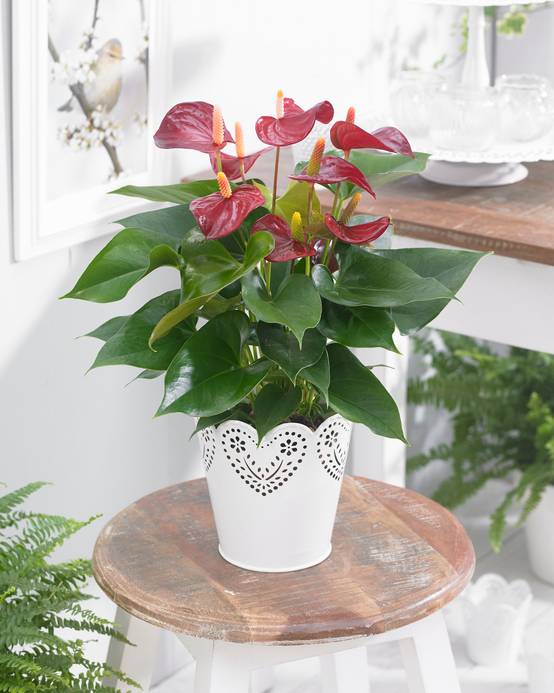 Gardenersdream - Anthurium Violet Langue De Feu Plante À Fleurs Pour La Maison/Le Bureau | En Pot 13 Cm - GardenersDream - Image 1