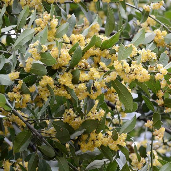 Laurier sauce - Laurus nobilis Pot de 10 cm/11cm