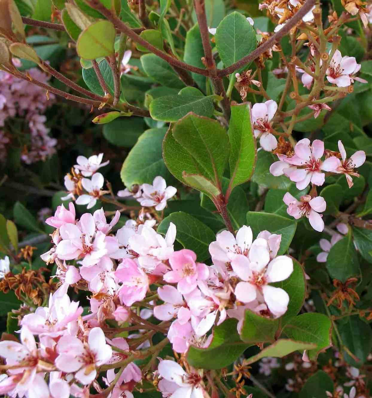 Sans Marque - Rhaphiolepis indica Taille:Pot de 2 litres ? 20/30 cm - Couleur floraison:rose - Image 3