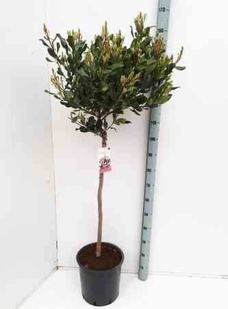 Sans Marque - Rhaphiolepis indica Taille:Pot de 2 litres ? 20/30 cm - Couleur floraison:rose - Image 2