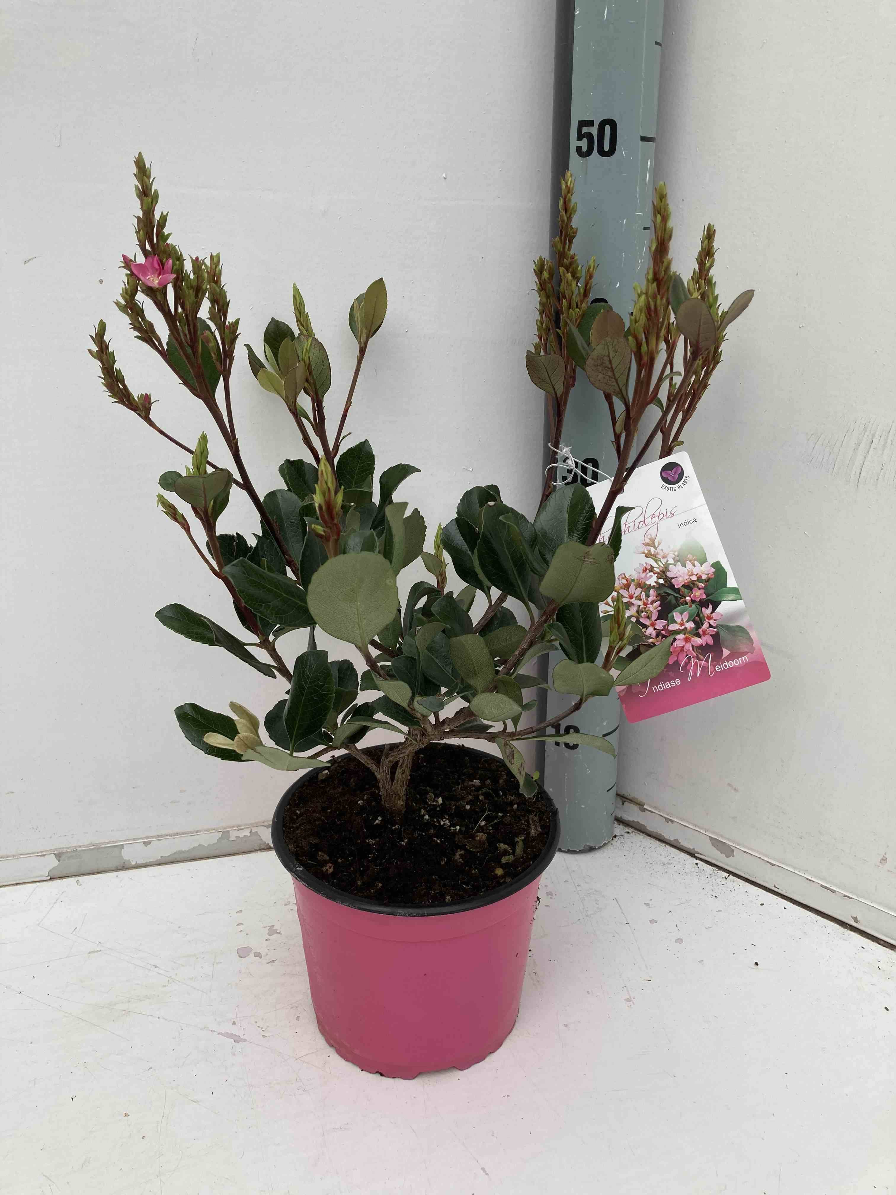 Sans Marque - Rhaphiolepis indica Taille:Pot de 2 litres ? 20/30 cm - Couleur floraison:rose - Image 1