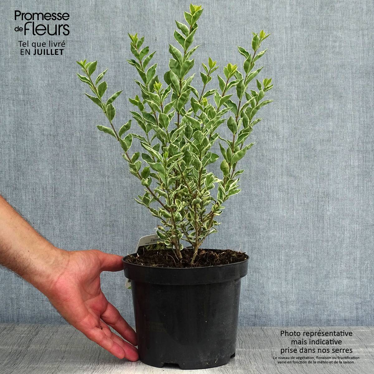 Troène de Californie Argenteum - Ligustrum ovalifolium Pot de 2L/3L - Image 2