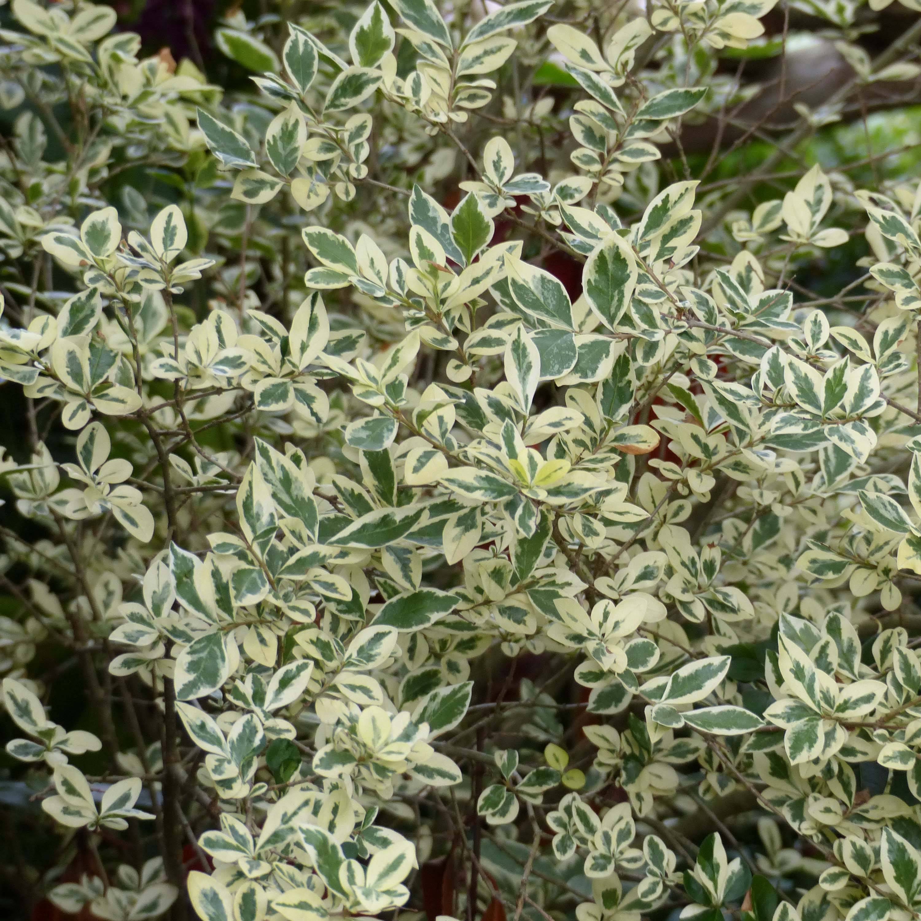 Troène de Californie Argenteum - Ligustrum ovalifolium Pot de 2L/3L - Image 1