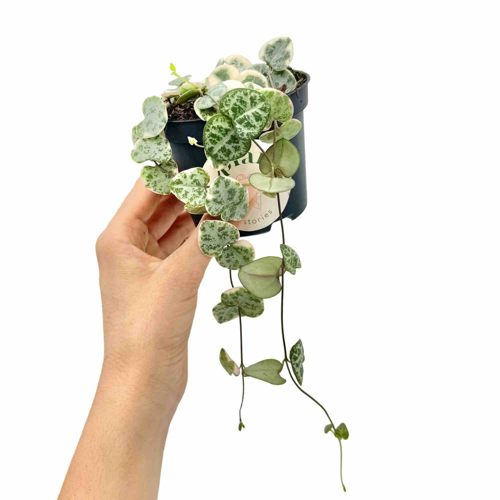 Ceropegia Woodii variegata - Pot de 8,5cm - Plantes d'intérieur - Image 1