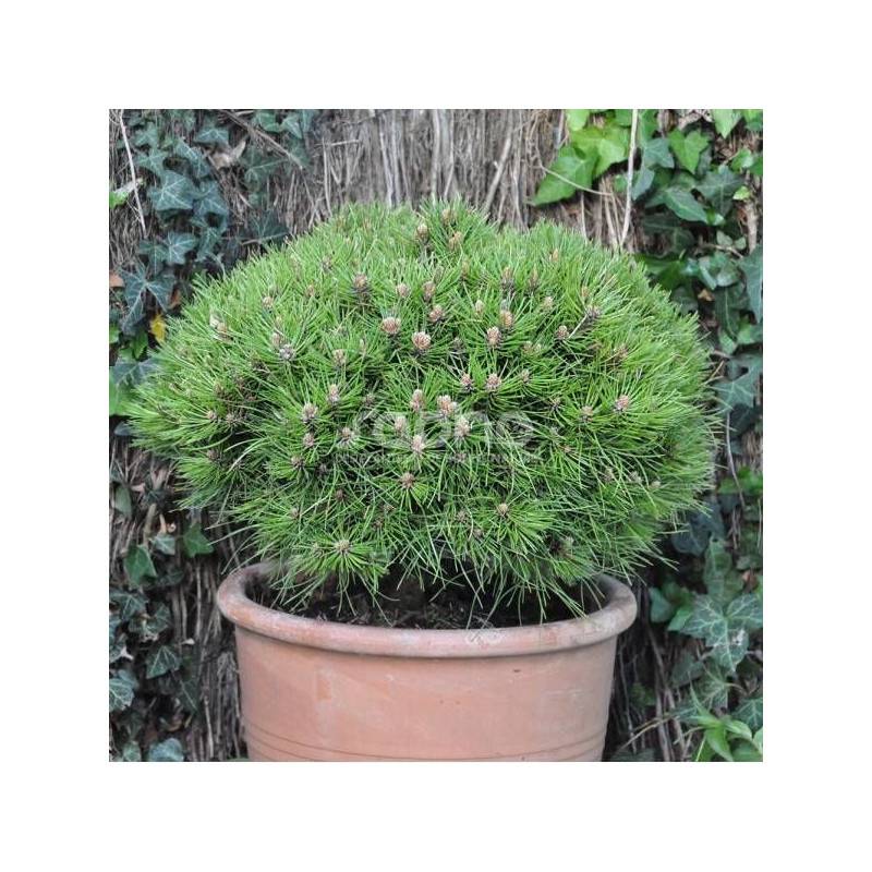 Pin noir Marie Bregeon®, Pinus - Pot de 3L - 20/40 cm