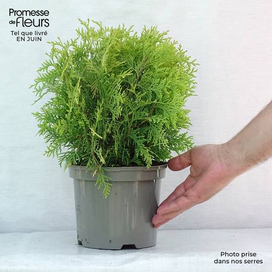 Thuya du Canada - Thuja occidentalis Golden Globe Pot de 2L/3L - Image 2
