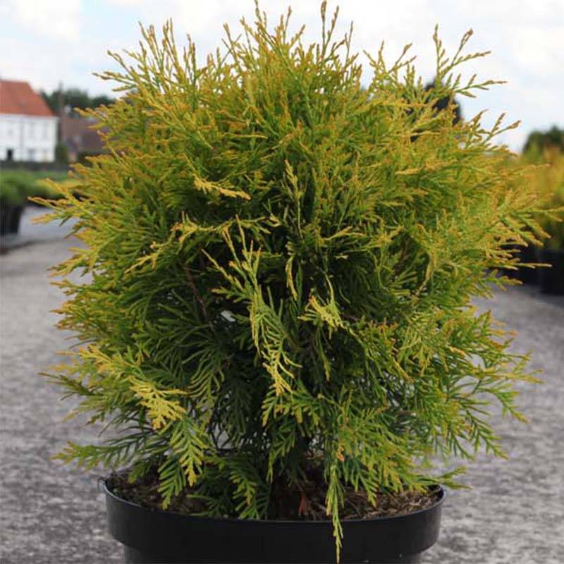 Thuya du Canada - Thuja occidentalis Golden Globe Pot de 2L/3L - Image 1