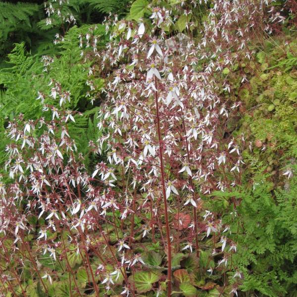 Promesse de Fleurs - Saxifraga stolonifera Cuscutiformis - Saxifrage à stolons Godet de 8/9 cm