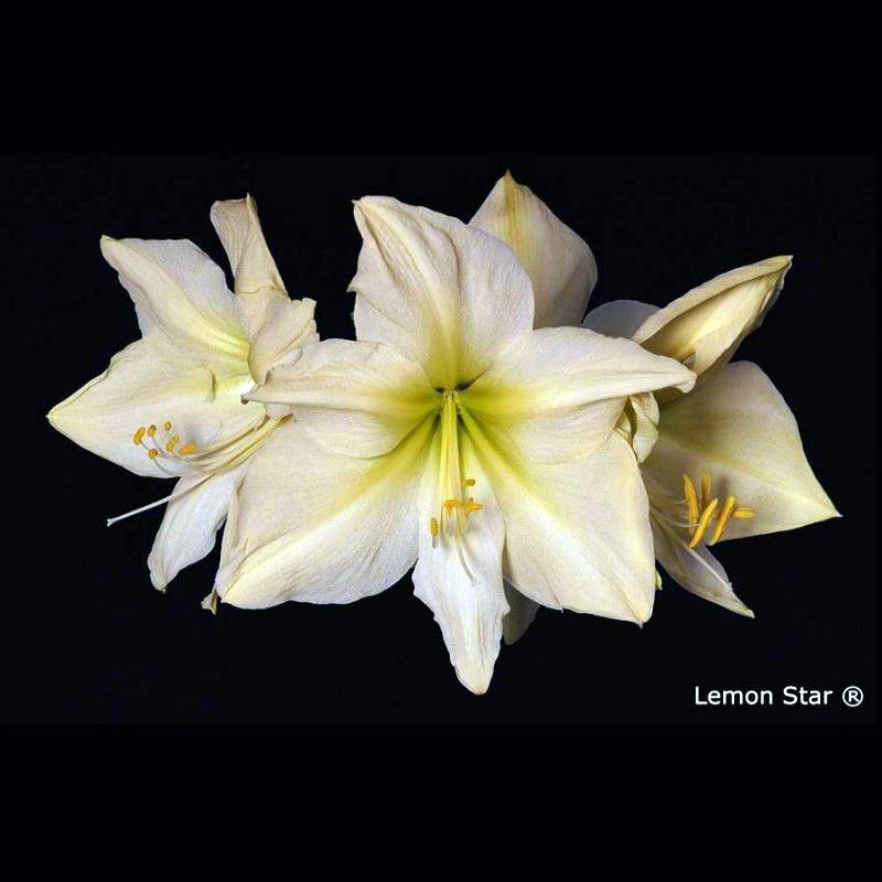 Promesse de Fleurs - Amaryllis Lemon Star - Hippeastrum Bulbe calibre 24/26