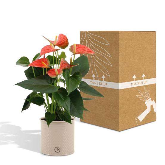 Anthurium andreanum Prince of Orange et son pot- La Green Touch Crème - Hauteur 45cm - Image 5