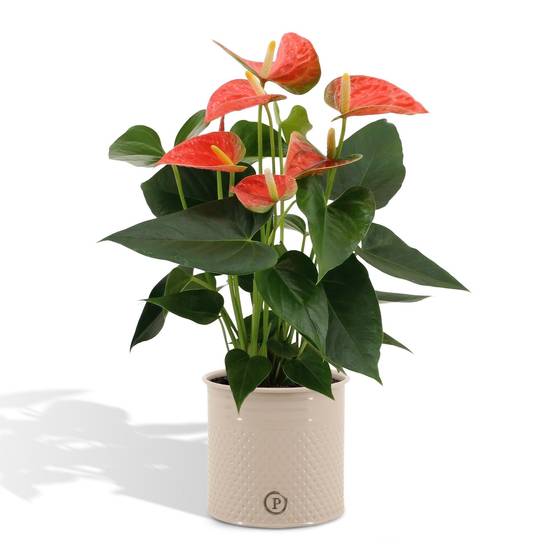 Anthurium andreanum Prince of Orange et son pot- La Green Touch Crème - Hauteur 45cm - Image 1