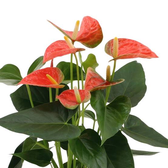 Anthurium andreanum Prince of Orange et son pot- La Green Touch Crème - Hauteur 45cm - Image 3