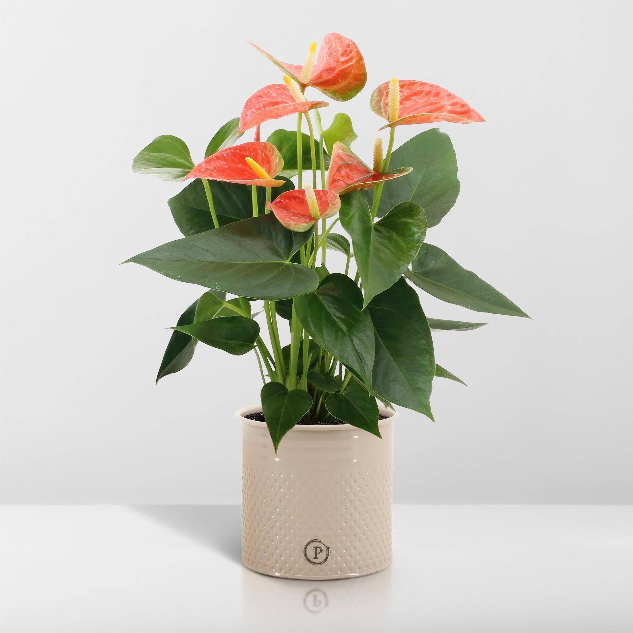 Anthurium andreanum Prince of Orange et son pot- La Green Touch Crème - Hauteur 45cm - Image 6