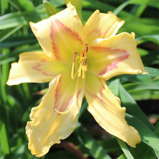 Promesse de Fleurs - Hémérocalle Graces of Ganymede - Lis d'un jour Pot de 1L/1,5L