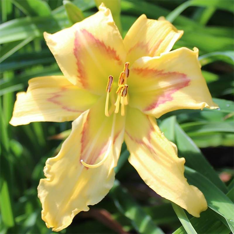 Promesse de Fleurs - Hémérocalle Graces of Ganymede - Lis d'un jour Pot de 1L/1,5L