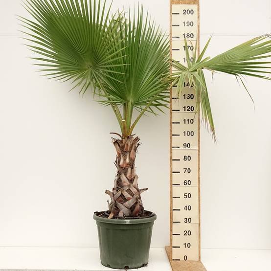 WASHINGTONIA robusta (Palmier du Mexique WASHINGTONIA robusta (Palmier du Mexique