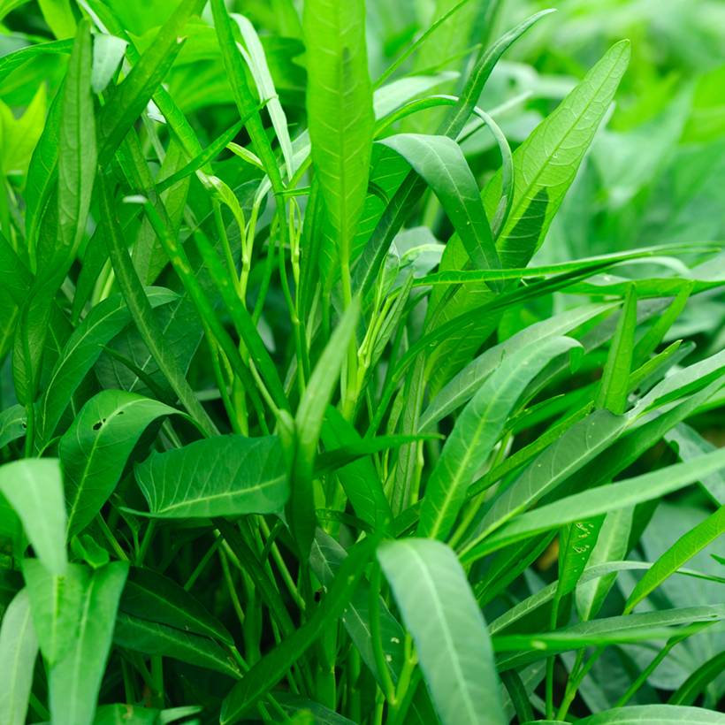 Kangkong - Epinard aquatique NT - Ferme de Sainte Marthe le sachet de 60 graines environ (3g)