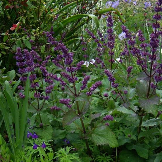 Sauge verticillée - Salvia verticillata Purple Rain Godet de 8/9 cm