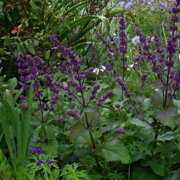 Sauge verticillée - Salvia verticillata Purple Rain Godet de 8/9 cm