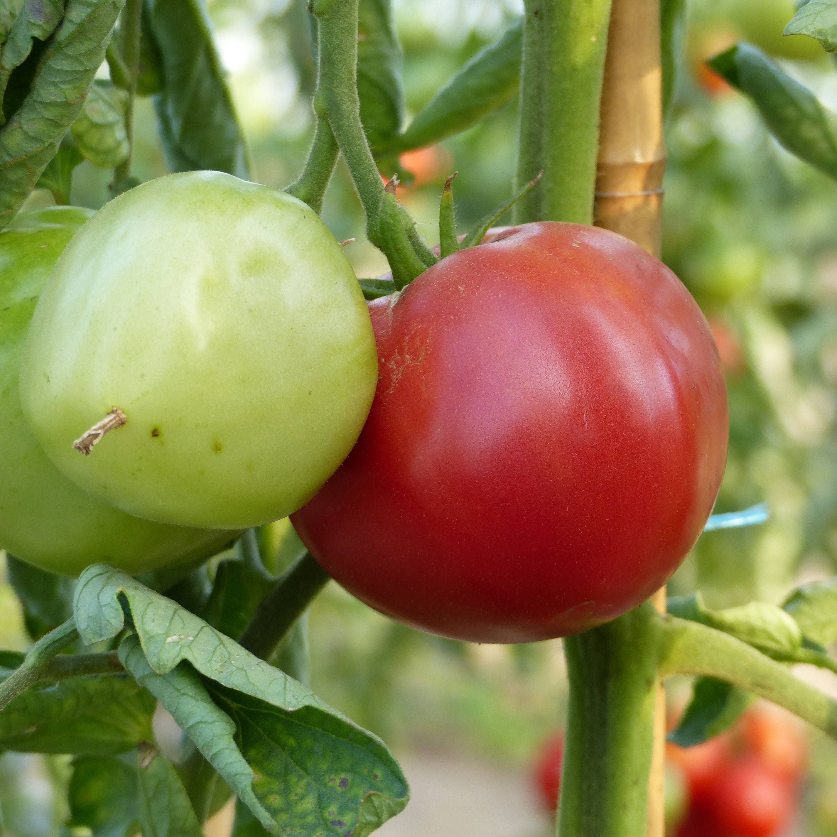 Tomate Rose de Berne en plants Mini-motte Ø 3/4 cm, Livré en hauteur de 5 à 10 cm (par 5)