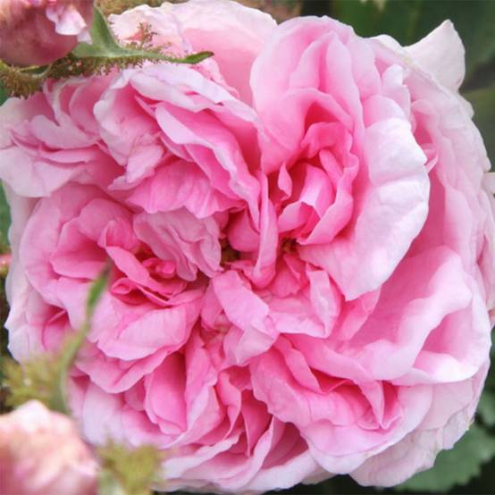 Rosier ancien Centifolia Muscosa Pot de 4L/5L
