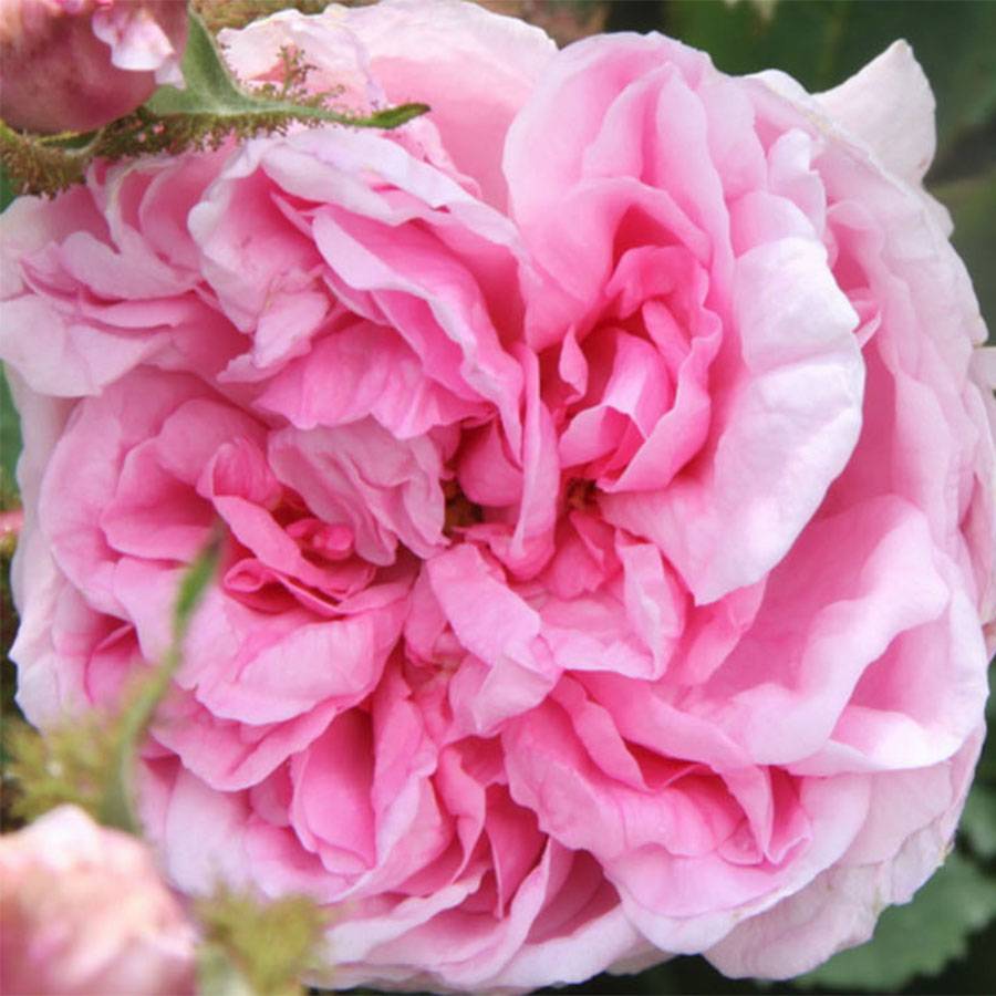 Rosier ancien Centifolia Muscosa Pot de 4L/5L