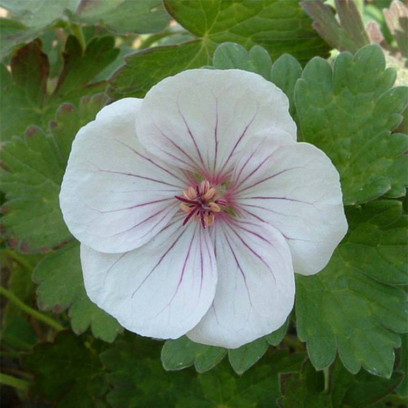 Promesse de Fleurs - Geranium vivace Coombland White Mini-motte Ø 3/4 cm (par 3)